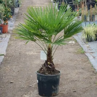 Hampfläktpalm